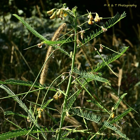 {Sesbania herbacea}